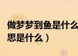 做梦梦到鱼是什么意思周公解梦（梦到鱼的意思是什么）