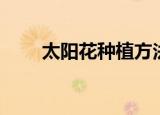 太阳花种植方法（如何种植太阳花）