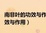 南非叶的功效与作用 m.由来.cn（南非叶的功效与作用）