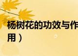 杨树花的功效与作用（杨树花有什么功效与作用）