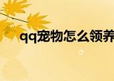 qq宠物怎么领养熊（qq宠物怎么领养）