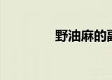 野油麻的副作用（野油麻）