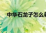 中华石龙子怎么养（中华石龙子如何养）