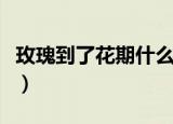 玫瑰到了花期什么意思（玫瑰到了花期的意思）