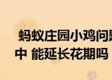  蚂蚁庄园小鸡问题：将买来的鲜花插在可乐中 能延长花期吗