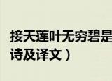 接天莲叶无穷碧是哪首诗（接天莲叶无穷碧全诗及译文）