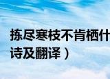 拣尽寒枝不肯栖什么意思（拣尽寒枝不肯栖原诗及翻译）