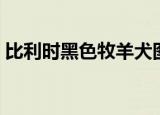 比利时黑色牧羊犬图片（比利时黑色牧羊犬）