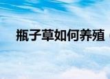 瓶子草如何养殖（瓶子草应该如何养殖）