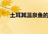 土耳其温泉鱼的危害（土耳其温泉鱼）