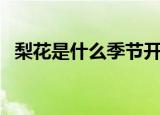 梨花是什么季节开的（梨花是春季开花的）