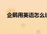 企鹅用英语怎么说（企鹅用英语如何说）