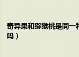 奇异果和猕猴桃是同一种水果吗（奇异果和猕猴桃是一样的吗）