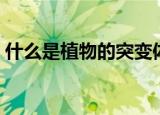 什么是植物的突变体（植物的突变体的概念）