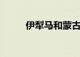 伊犁马和蒙古马哪个好（伊犁马）