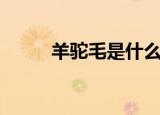羊驼毛是什么毛（羊驼毛是什么）