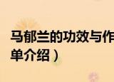 马郁兰的功效与作用（马郁兰的功效与作用简单介绍）