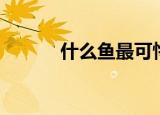 什么鱼最可怜（什么鱼最白痴）