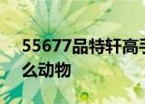 55677品特轩高手之家55677多愁善感是什么动物