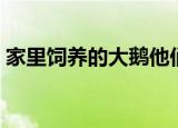 家里饲养的大鹅他们的祖先都是（大鹅介绍）
