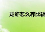 龙虾怎么养比较好（养殖龙虾的方法）
