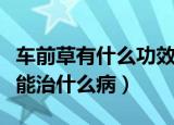车前草有什么功效能治什么病（车前草的功效能治什么病）