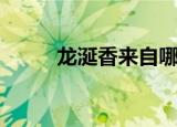 龙涎香来自哪种动物（你知道吗）