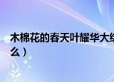 木棉花的春天叶耀华大结局（电视剧木棉花的春天讲的是什么）