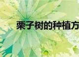栗子树的种植方法（如何种植栗子树）