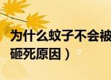 为什么蚊子不会被雨滴砸死（蚊子不会被雨滴砸死原因）