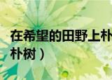 在希望的田野上朴树吉他谱（在希望的田野上朴树）