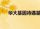 华大基因待遇基建部（华大基因待遇）