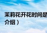 茉莉花开花时间是什么时候（茉莉花开花时间介绍）