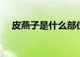 皮燕子是什么部位（皮燕子指的是什么）