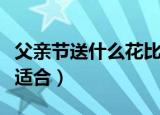 父亲节送什么花比较适合（父亲节送啥花比较适合）