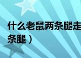 什么老鼠两条腿走路脑筋急转弯（什么老鼠两条腿）