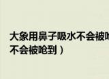 大象用鼻子吸水不会被呛到的原因（大象为什么用鼻子吸水不会被呛到）