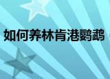 如何养林肯港鹦鹉（林肯港鹦鹉的养殖方法）