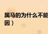 属马的为什么不能戴玉（属马的不能戴玉的原因）
