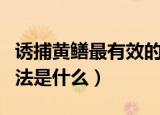诱捕黄鳝最有效的方法（诱捕黄鳝最有效的方法是什么）