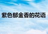 紫色郁金香的花语（紫色郁金香的花语介绍）