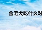 金毛犬吃什么对毛好（简单介绍一下）