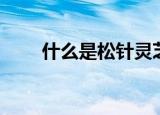 什么是松针灵芝（松针灵芝是什么）