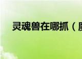 灵魂兽在哪抓（魔兽世界灵魂兽在哪抓）