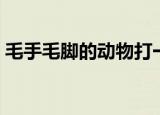 毛手毛脚的动物打一生肖（毛手毛脚的意思）