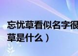 忘忧草看似名字很文艺但它实际上就是（忘忧草是什么）