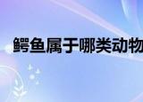 鳄鱼属于哪类动物（鳄鱼属于什么类动物）