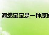 海绵宝宝是一种原始的什么动物（你认识吗）