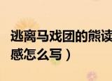 逃离马戏团的熊读后感（逃离马戏团的熊读后感怎么写）