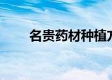 名贵药材种植方法（名贵药材种植）